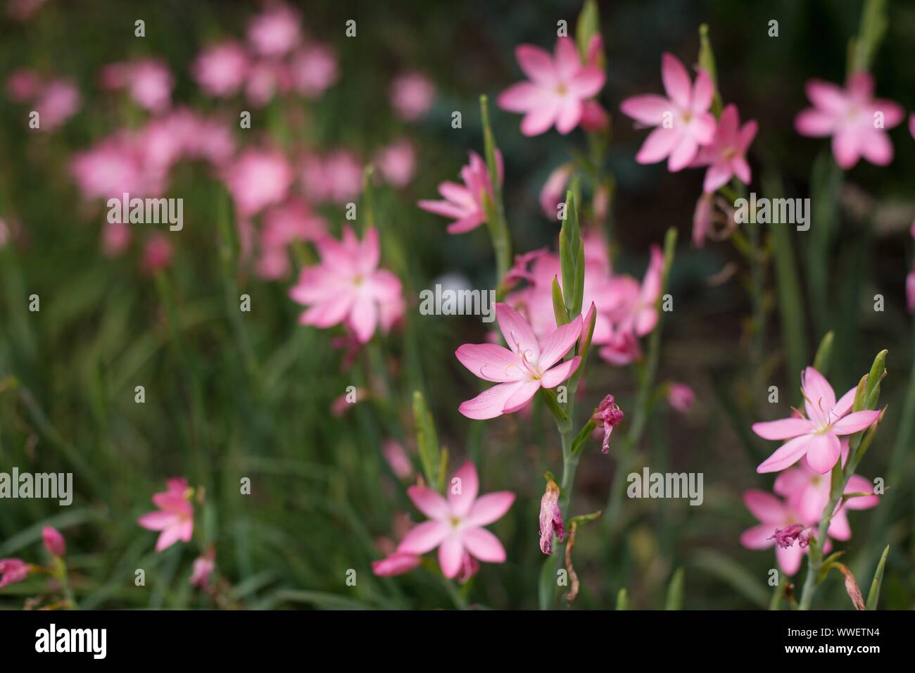 Zephyranthes Robusta - rain lily pink. Stock Photo