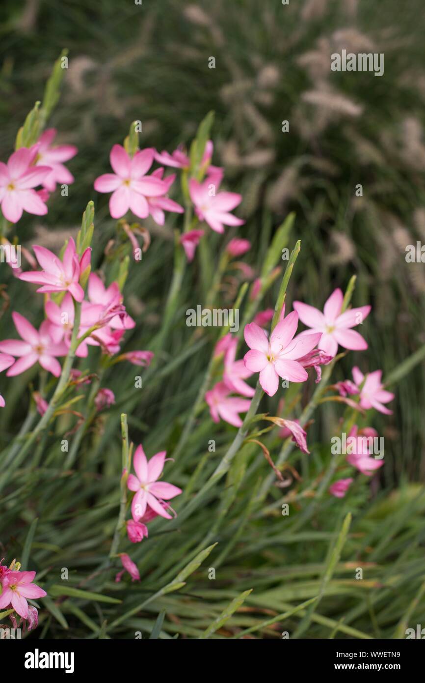 Zephyranthes Robusta - rain lily pink. Stock Photo