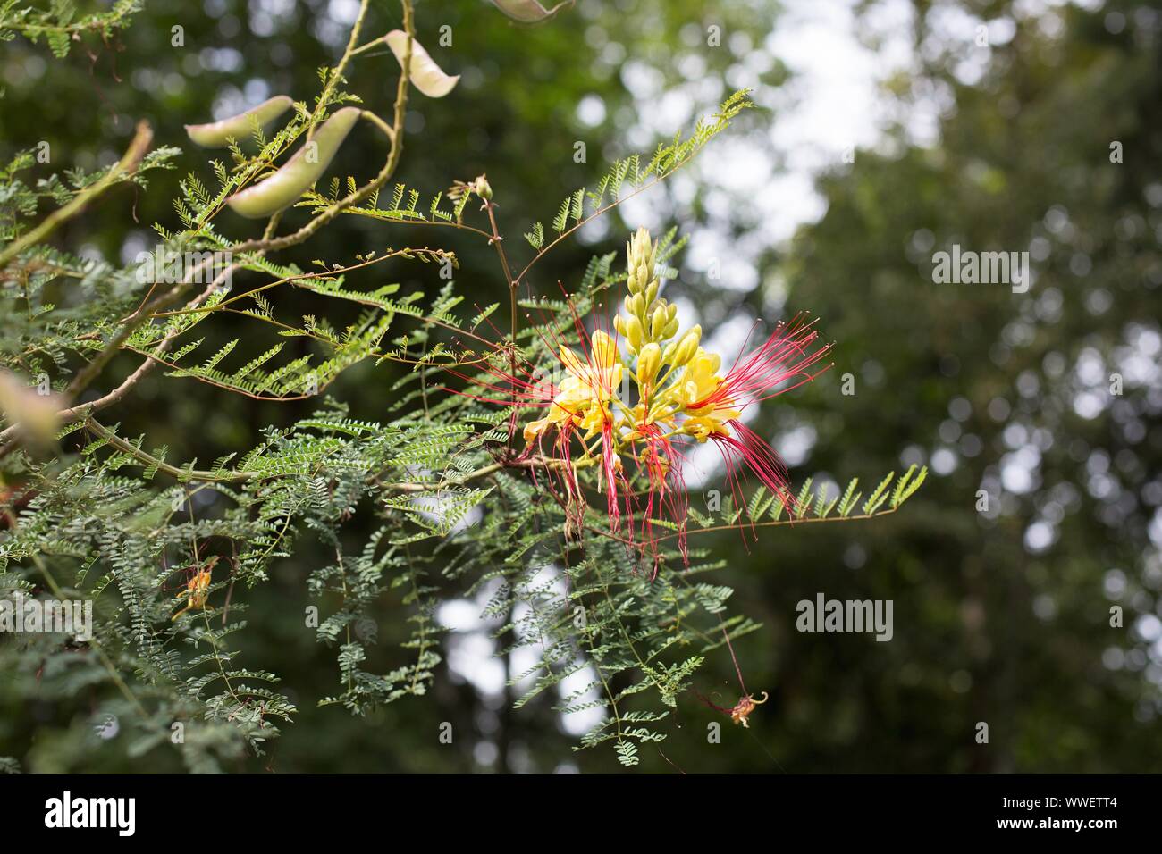 Caesalpinia gilliesii - bird of paradise shrub. Stock Photo