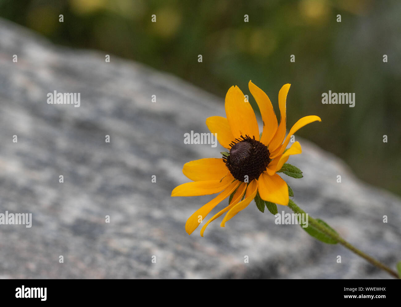 A delicate black eyed Susan with a rough boulder in the background Stock Photo