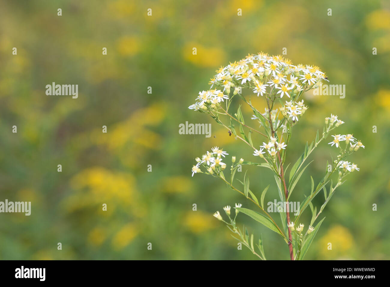 Clematis Virginiana or virgin’s bower wild vine with background of blurred yellow goldenrod in arrowhead provincial park in Muskoka Ontario in summer. Stock Photo