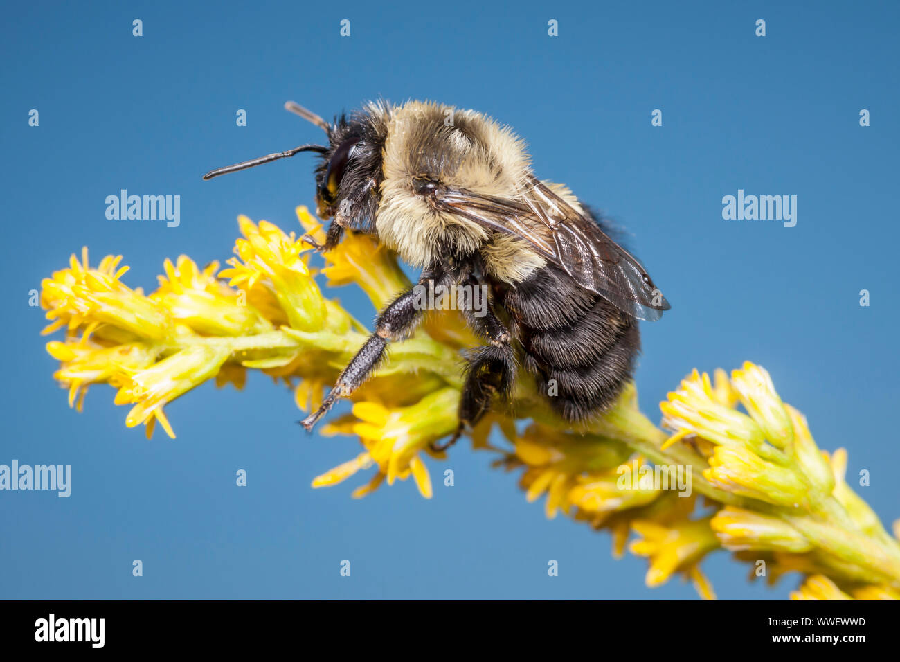 A Common Eastern Bumble Bee (Bombus impatiens) perches on a Goldenrod flower. Stock Photo