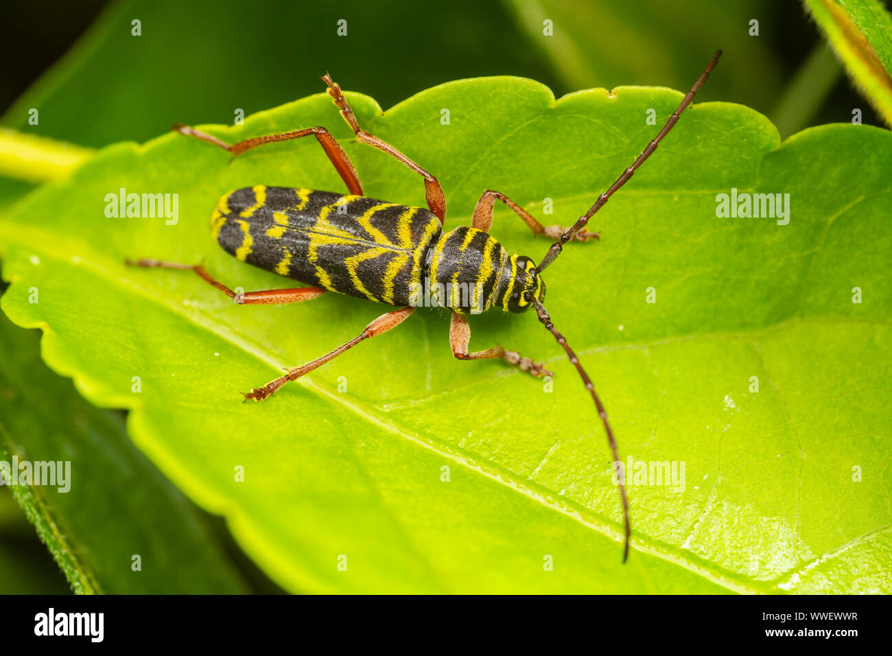 Locust Borer (Megacyllene robiniae) beetle. Stock Photo