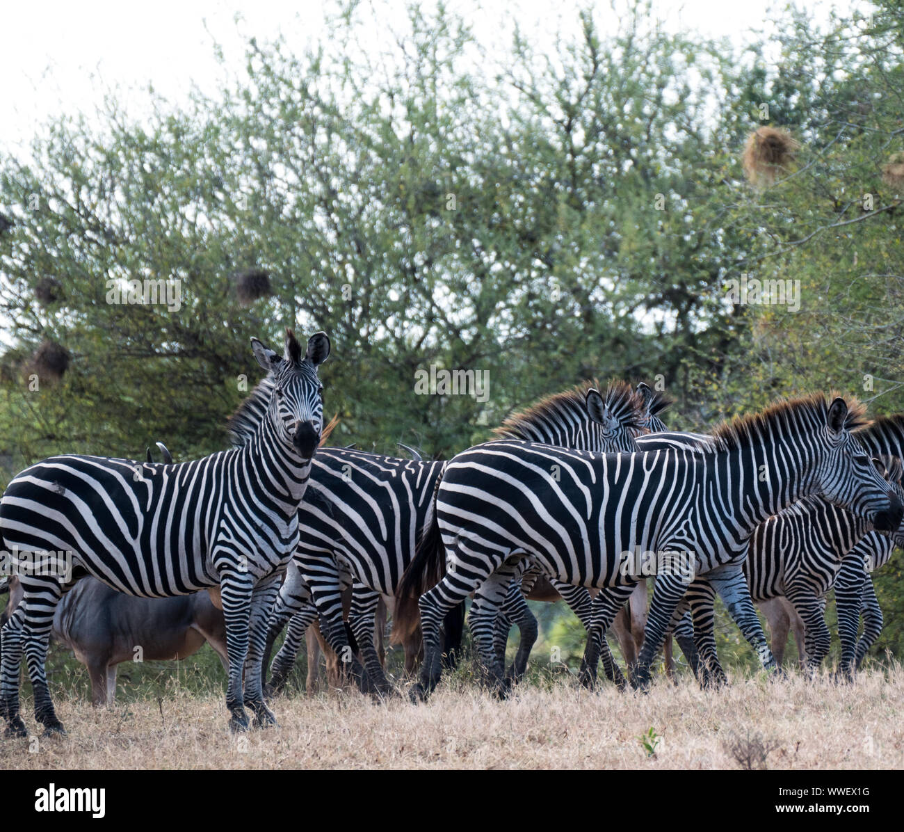 A heard of zebras looking for food against a backdrop of green trees in Seleos Game Reserve. Stock Photo