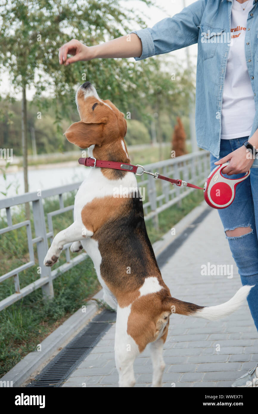 cane corso family dog