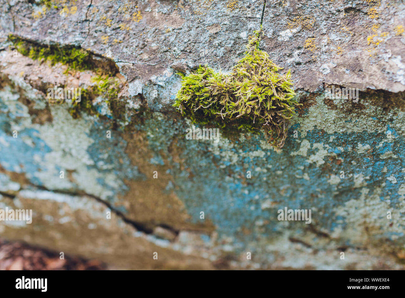 Old gray stone wall with green moss texture background Stock Photo - Alamy