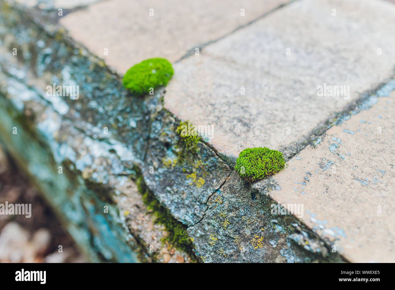 Old gray stone wall with green moss texture background Stock Photo - Alamy