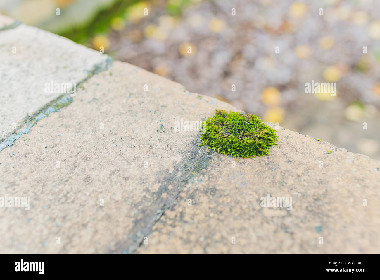 Old gray stone wall with green moss texture background Stock Photo - Alamy