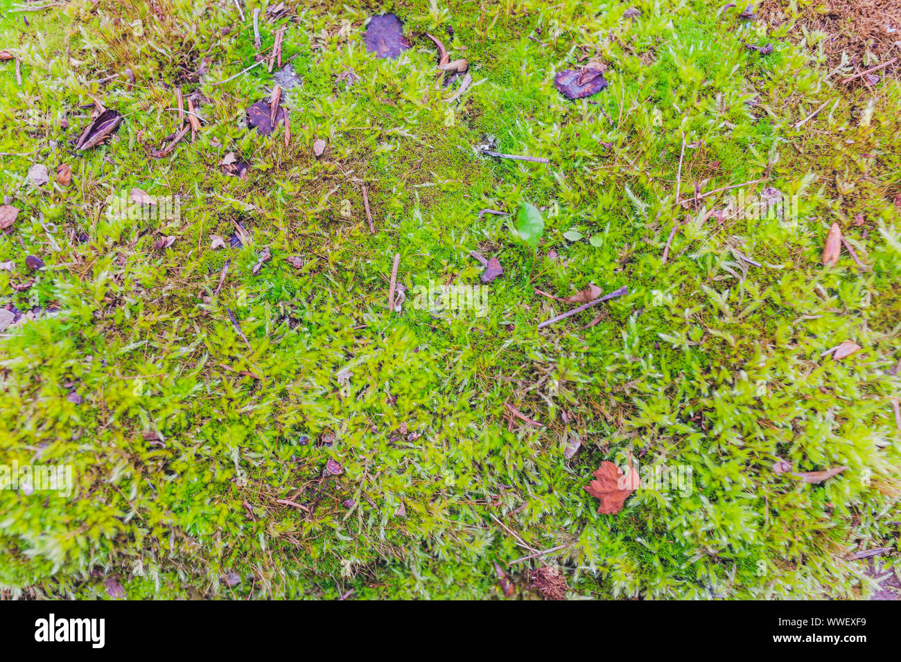 Old gray stone wall with green moss texture background Stock Photo - Alamy