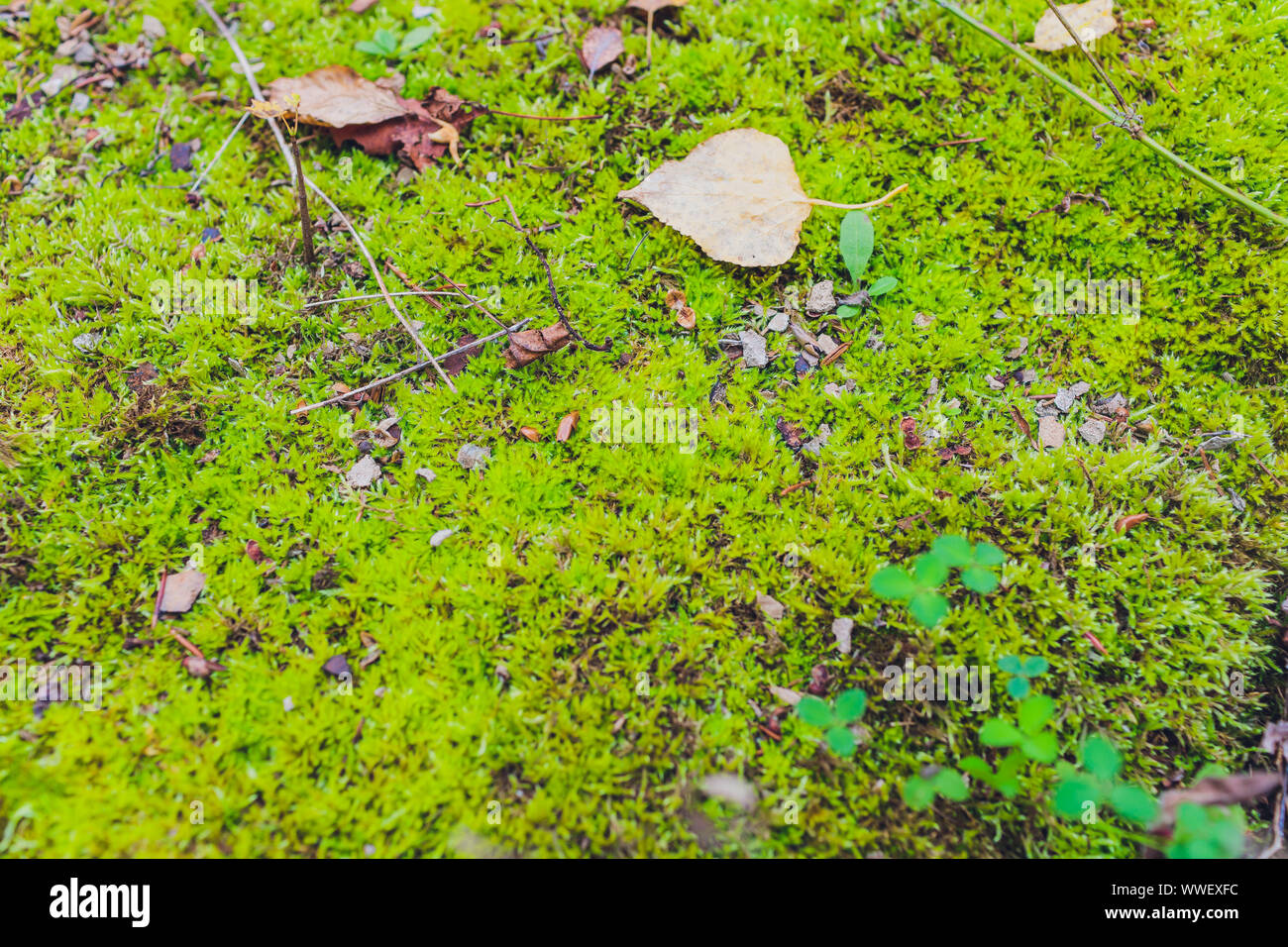 Old gray stone wall with green moss texture background Stock Photo - Alamy