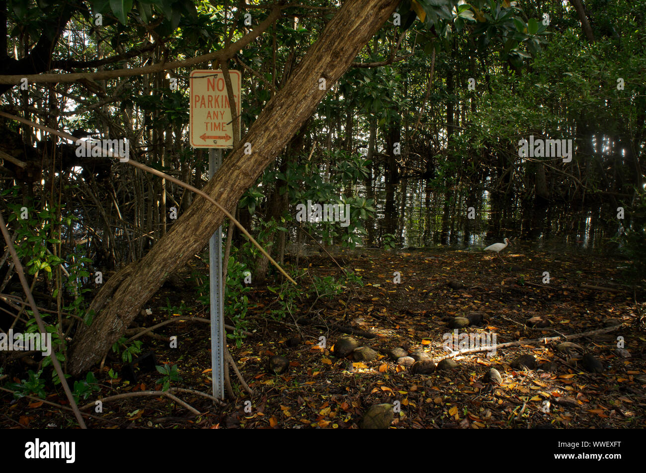 'No Parking' sign stands swallowed by expanding mangroves in Matheson Hammock park, Miami, Florida, USA Stock Photo