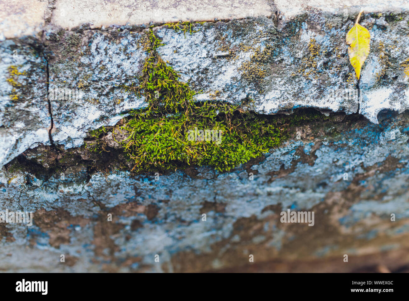 Old gray stone wall with green moss texture background Stock Photo - Alamy