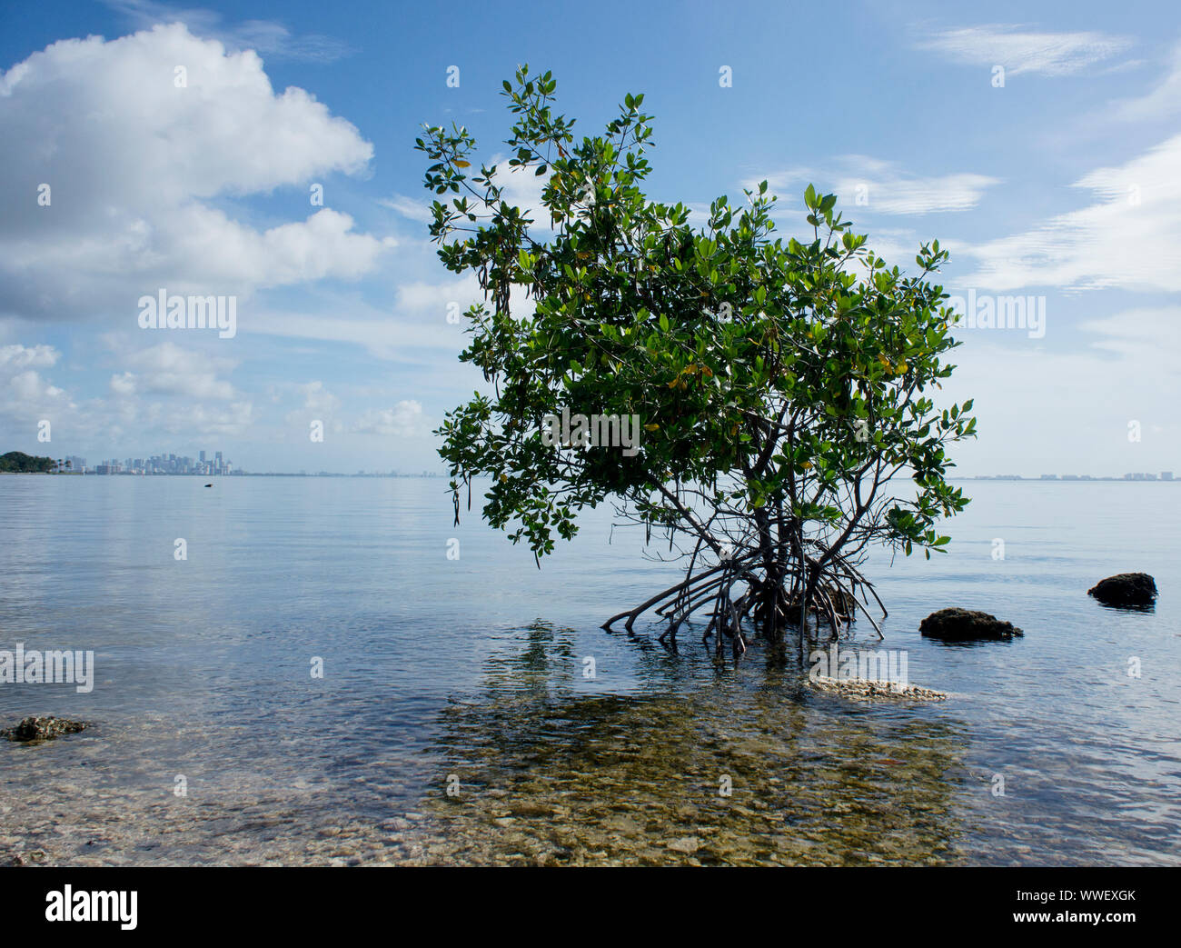 Single mangrove stands in the shallows of Biscayne Bay at Matheson Hammock park, with Downtown Miami (left) and Key Biscayne (right) on the horizon Stock Photo