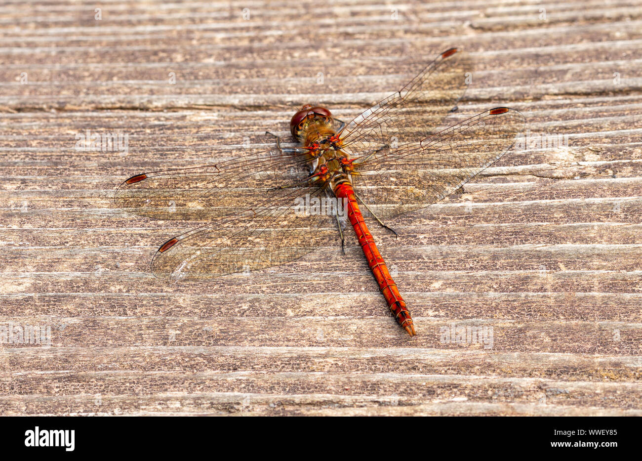 Common Darter Dragonfly (Sympetrum striolatum) Stock Photo