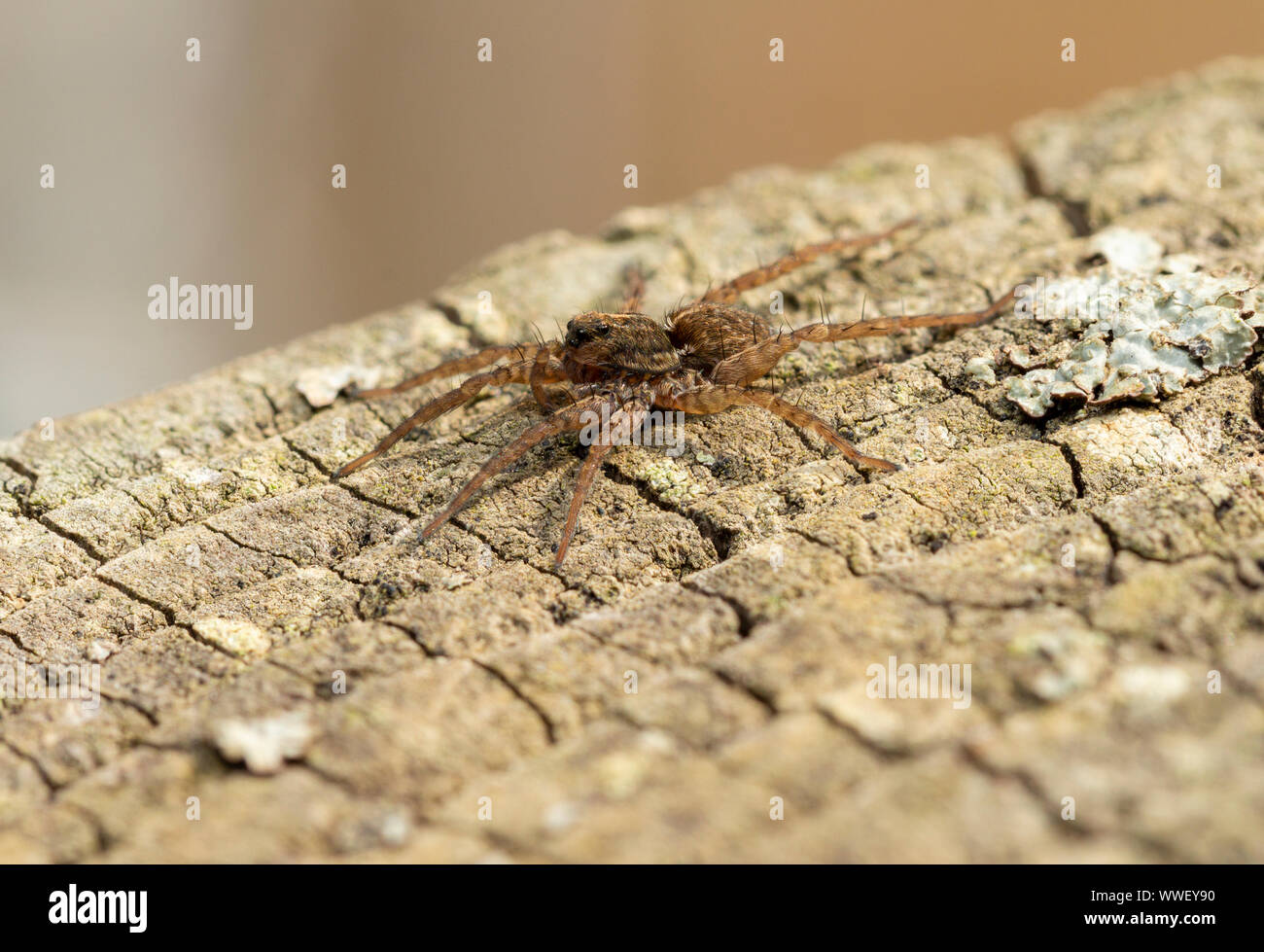 Wolf spider (Pardosa sp.) on a fencepost. Devon, UK. Stock Photo