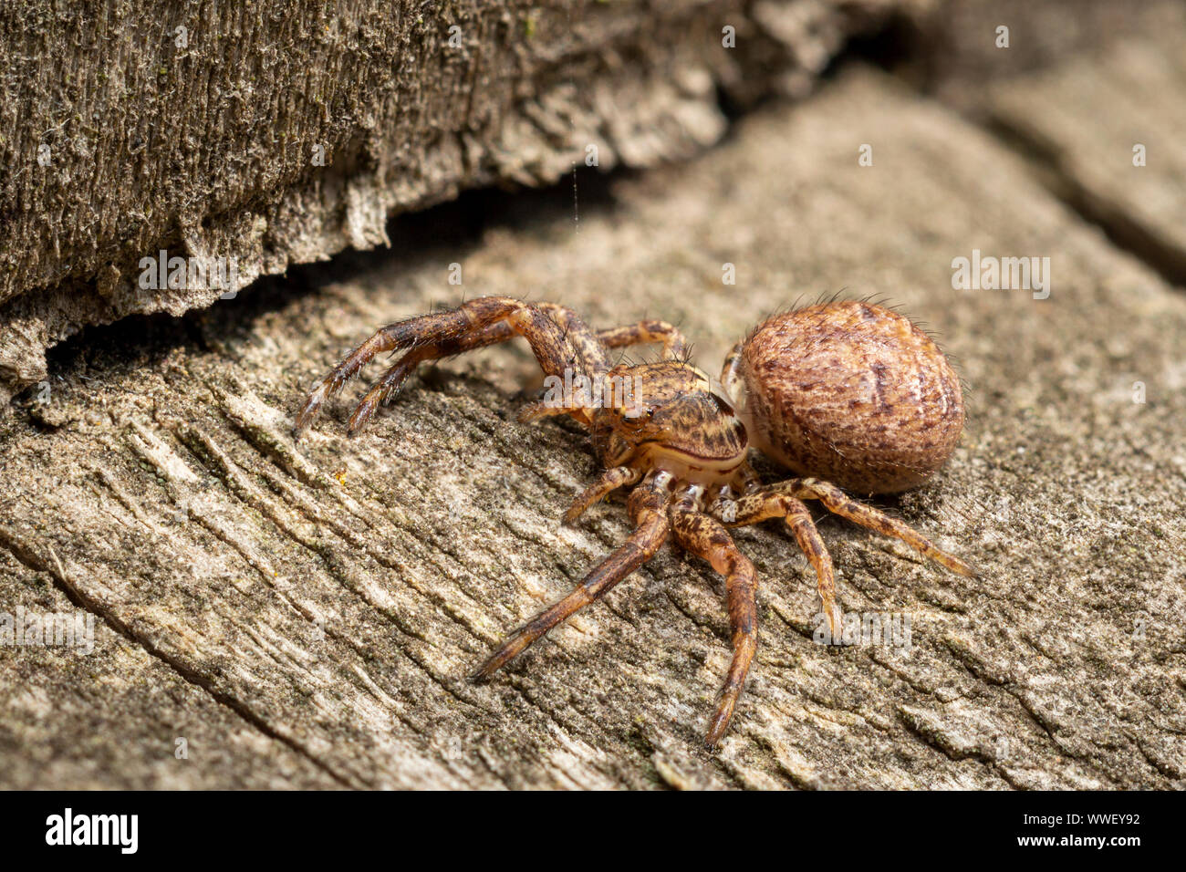 Common Crab Spider (Xysticus sp.) Stock Photo