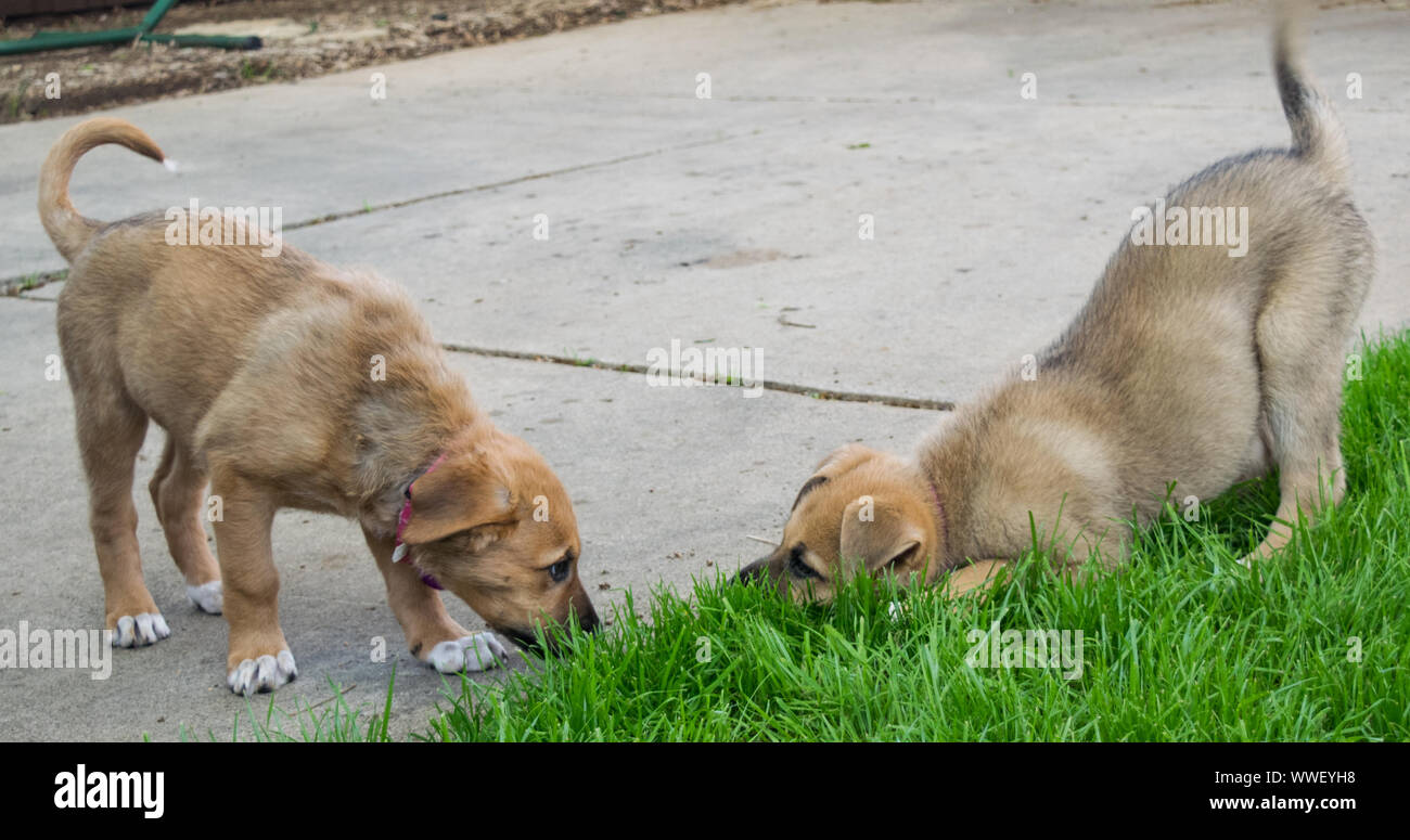 Adorable puppies playing and cuddling Stock Photo