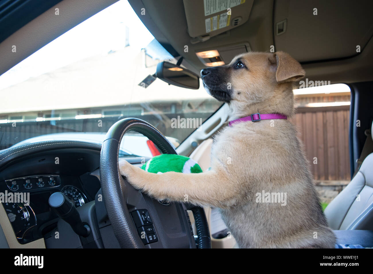 Dog pretending to drive a car Bad driver motif Stock Photo Alamy