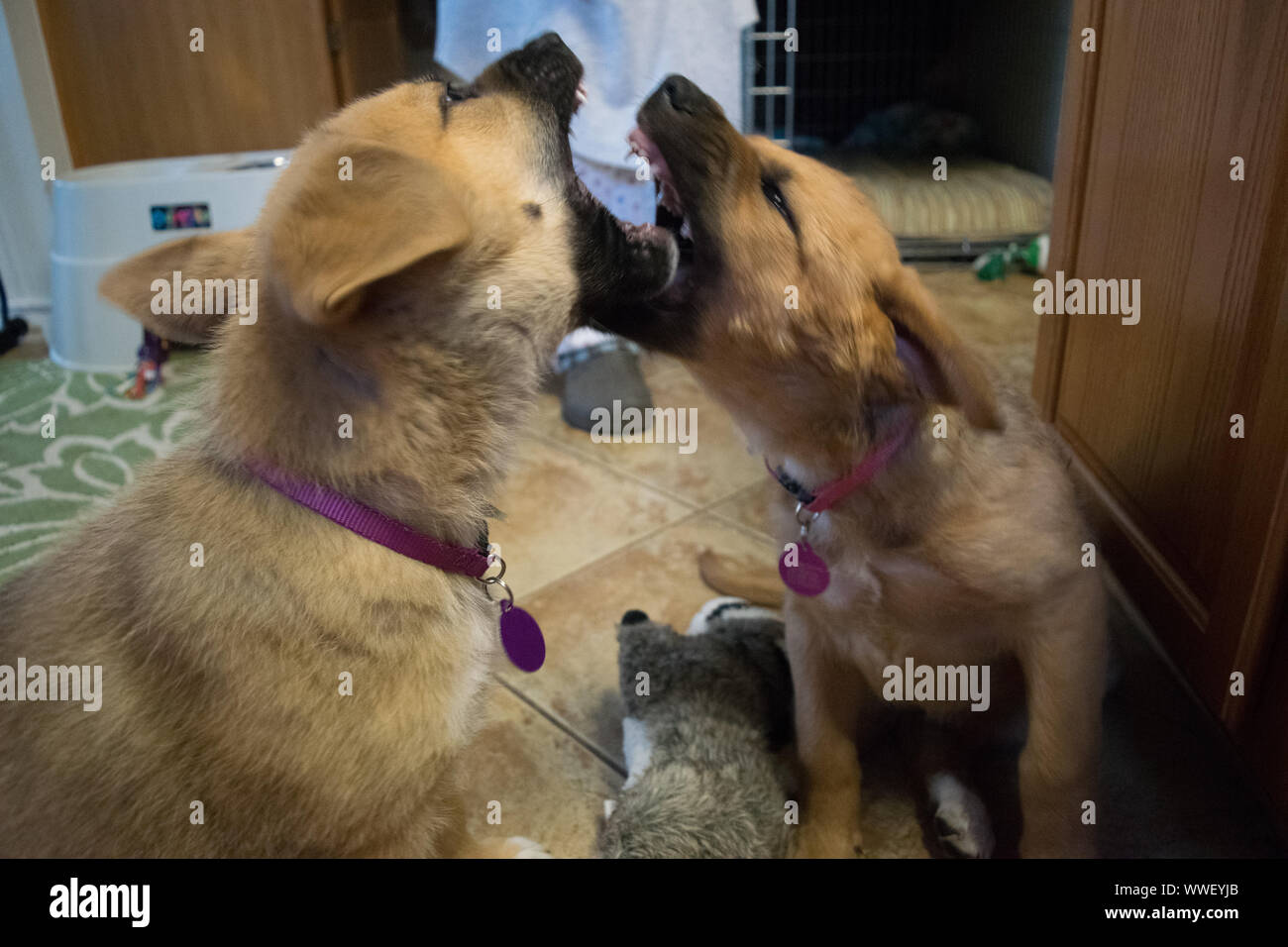 Dogs fighting puppies upset and attacking each other Stock Photo Alamy