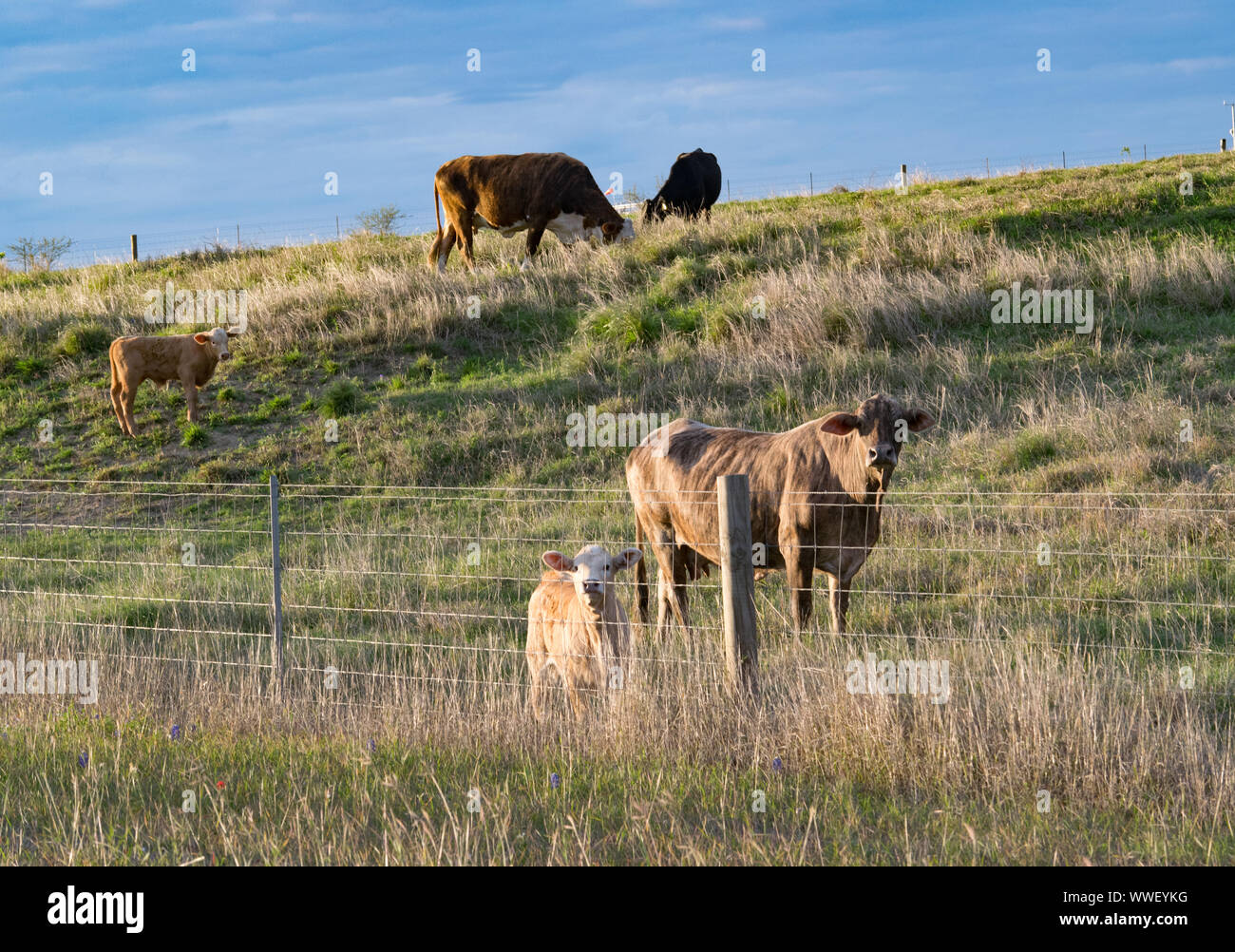 Texas Cattle grazing on a hill at sunset Stock Photo