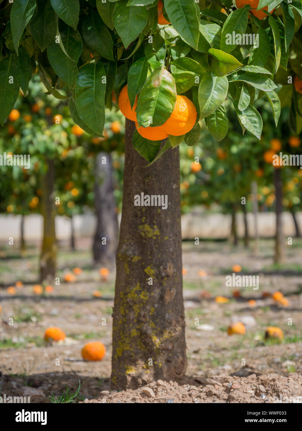 orange trees with oranges outdoors Stock Photo Alamy