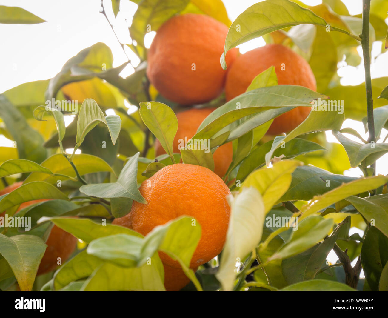 orange trees with oranges outdoors Stock Photo Alamy