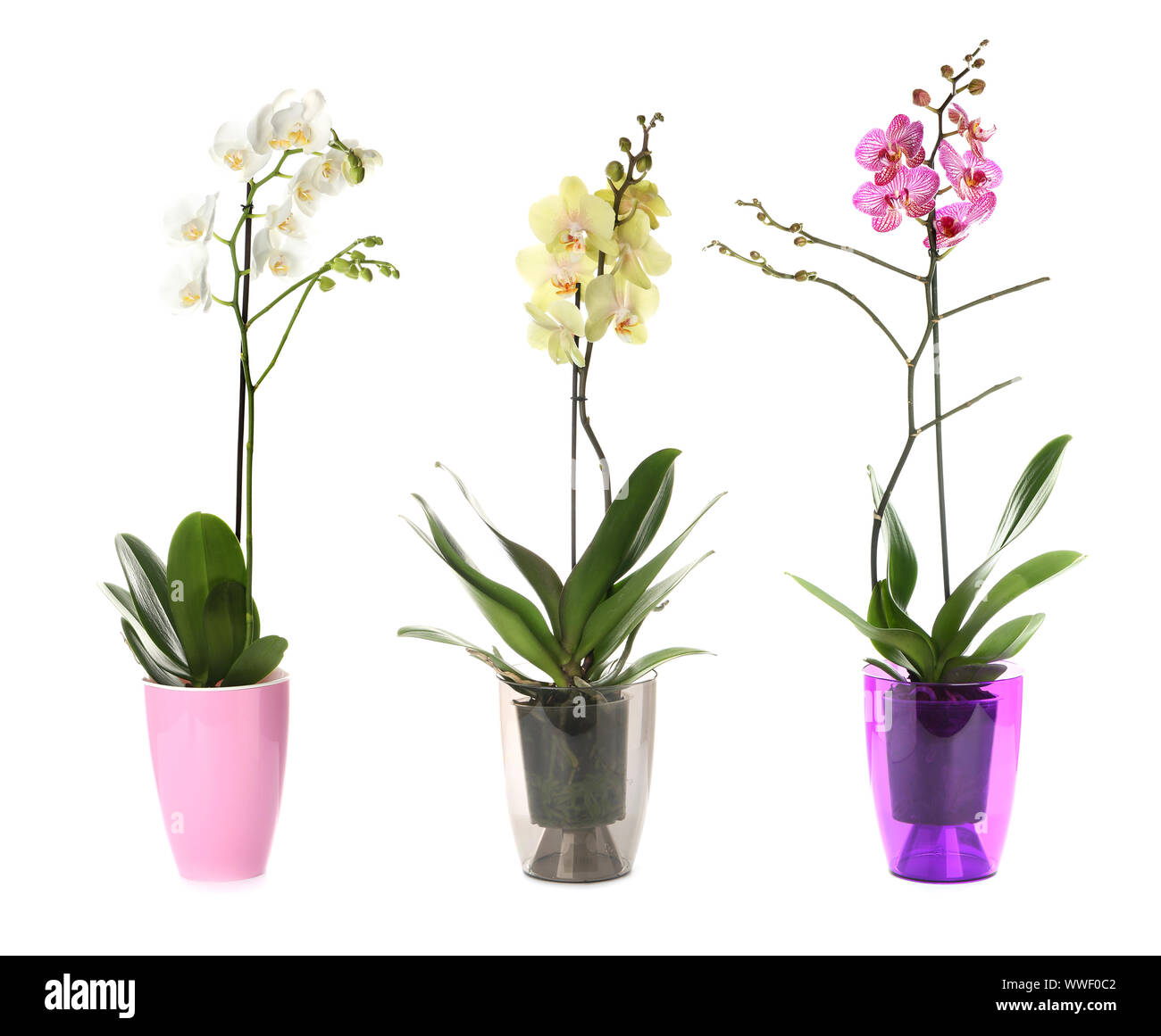 Beautiful orchids in pots on white background Stock Photo