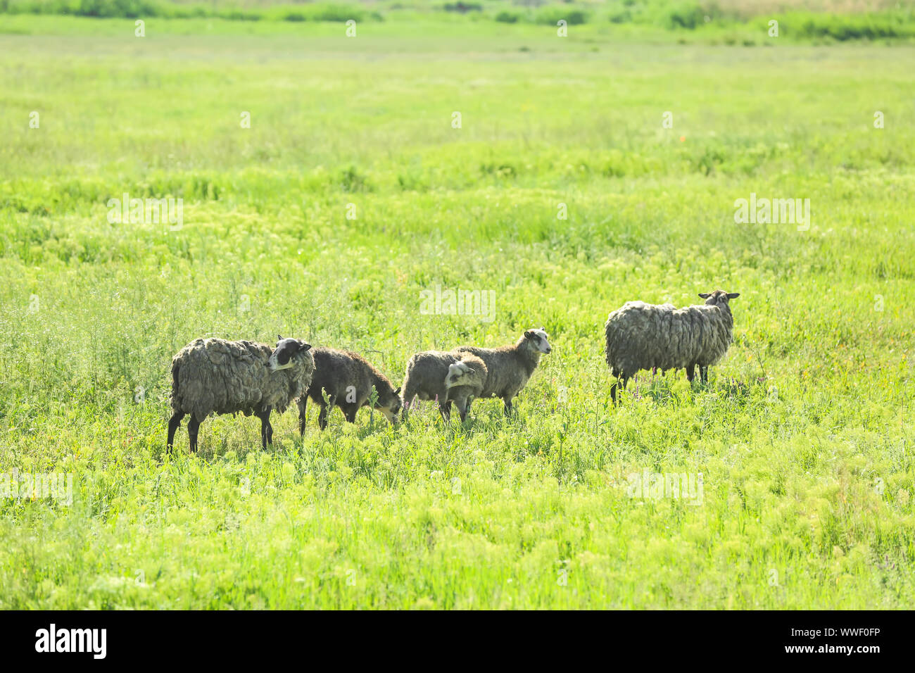Cute sheep on green meadow Stock Photo - Alamy