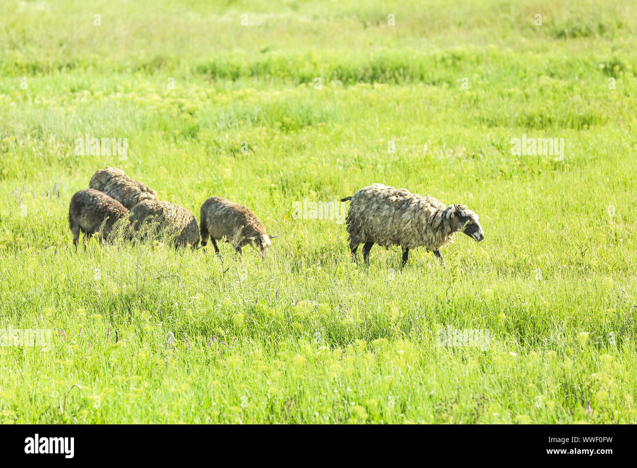 Cute sheep on green meadow Stock Photo - Alamy