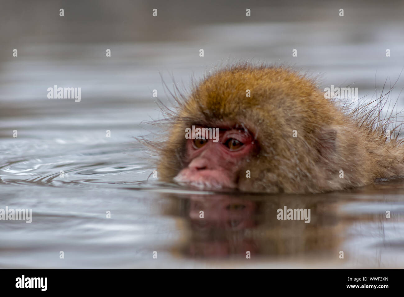 Japanese macaque swimming in a hot spring Stock Photo