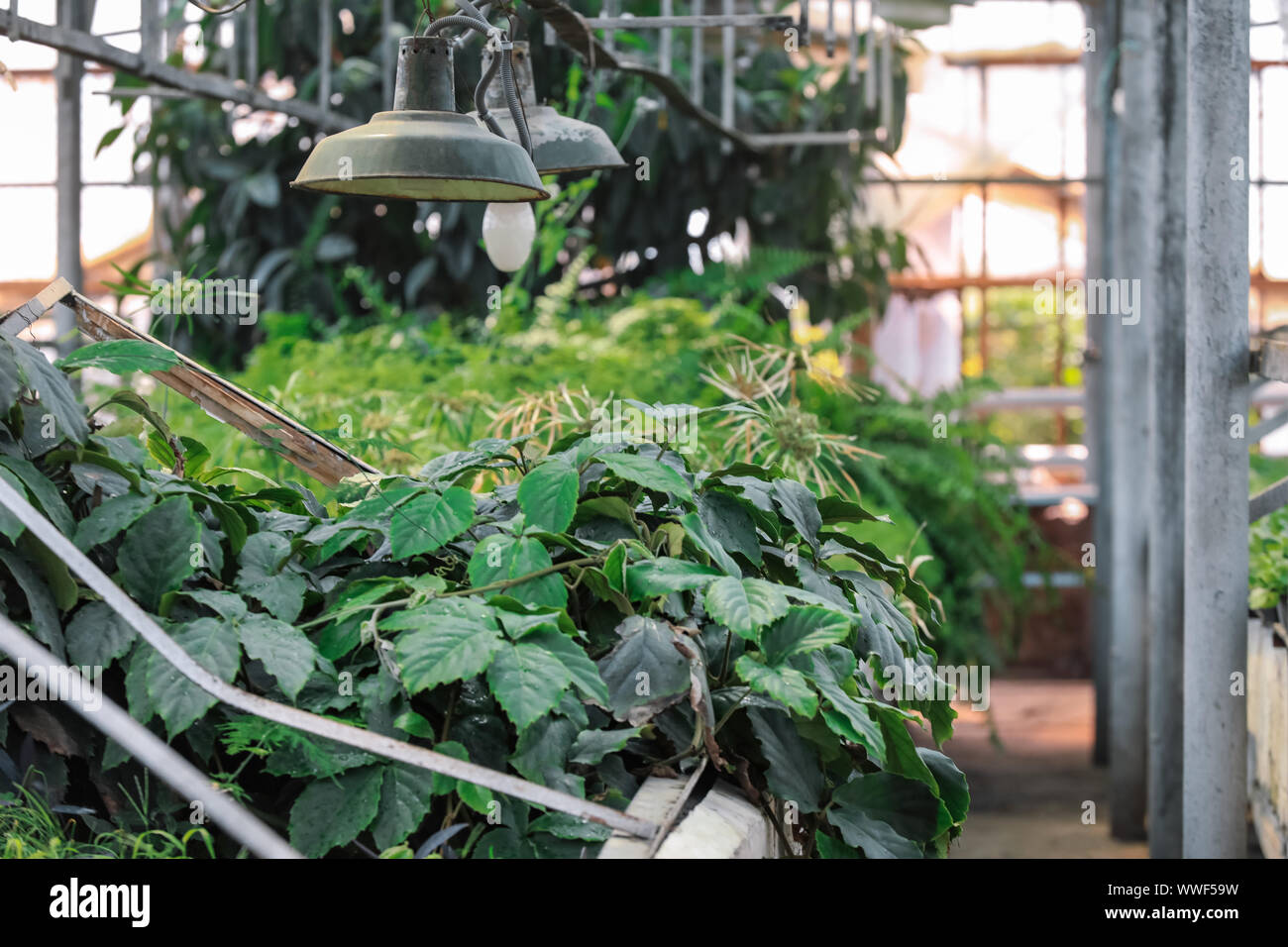 Abundance of plants in greenhouse Stock Photo