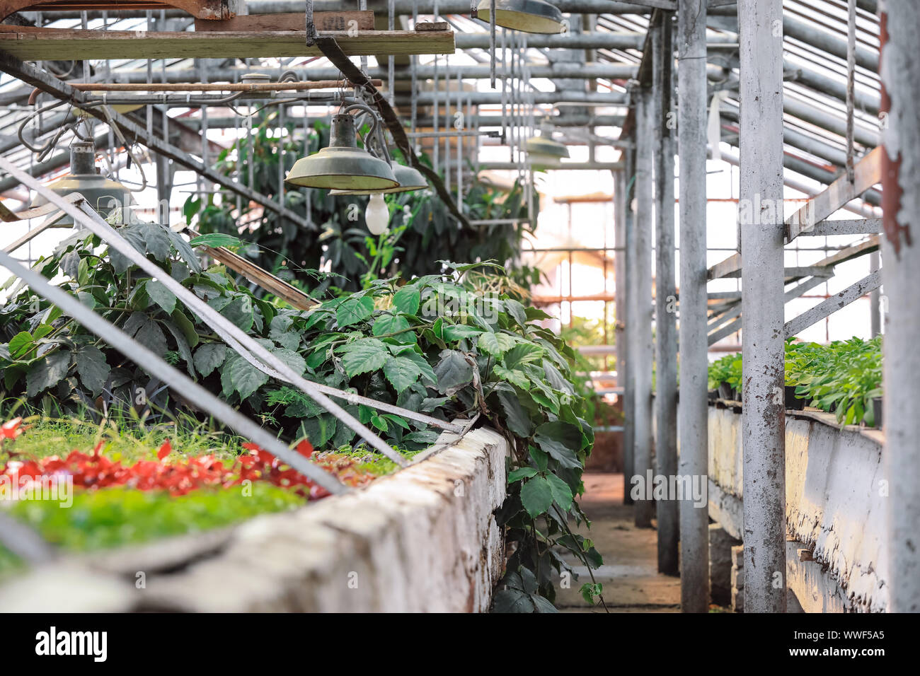 Abundance of plants in greenhouse Stock Photo