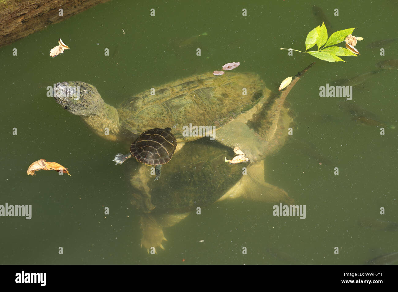 snapping turtles, mating, Chelydra serpentina, with bluegills, and painted turtle (Chrysemys picta),feeding on the algae on turtle's carapace, Marylan Stock Photo
