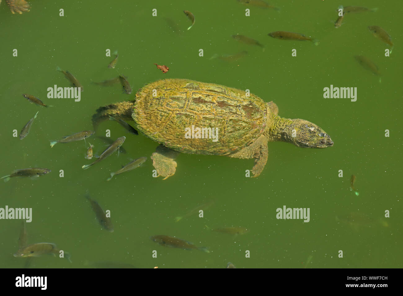 snapping turtle, Chelydra serpentina, and bluegills, Lepomis macrochirus, feeding on the algae on turtle's carapace, Maryland Stock Photo