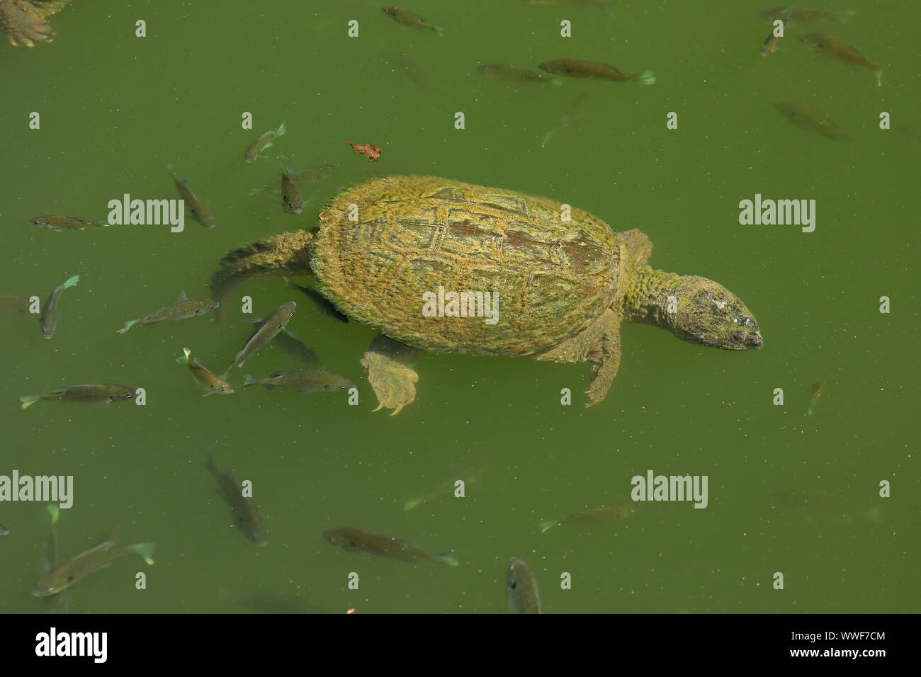 snapping turtle, Chelydra serpentina, and bluegills, Lepomis macrochirus, feeding on the algae on turtle's carapace, Maryland Stock Photo