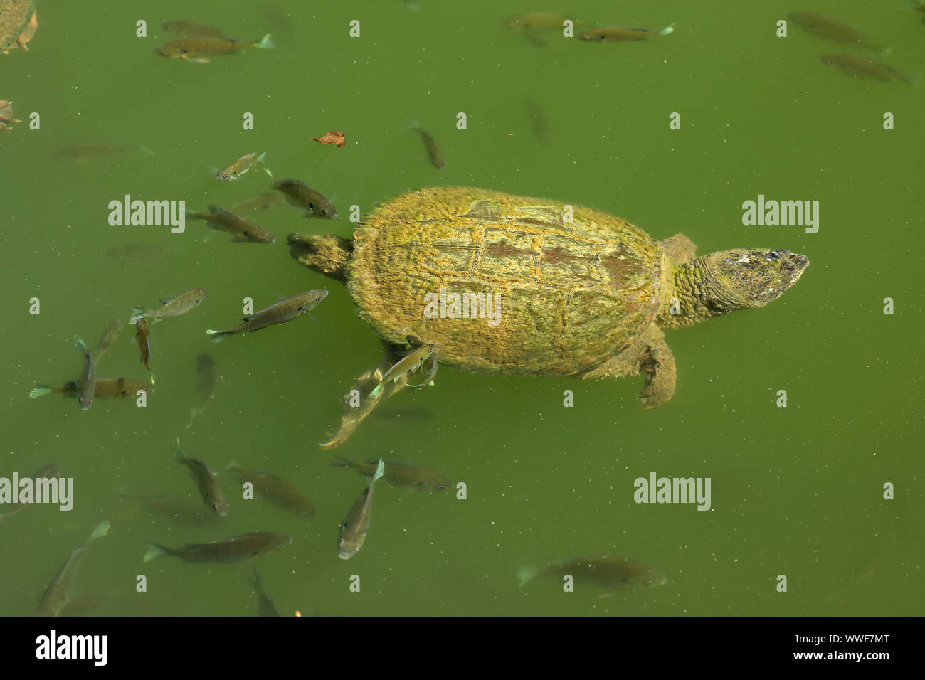 snapping turtle, Chelydra serpentina, and bluegills, Lepomis macrochirus, feeding on the algae on turtle's carapace, Maryland Stock Photo