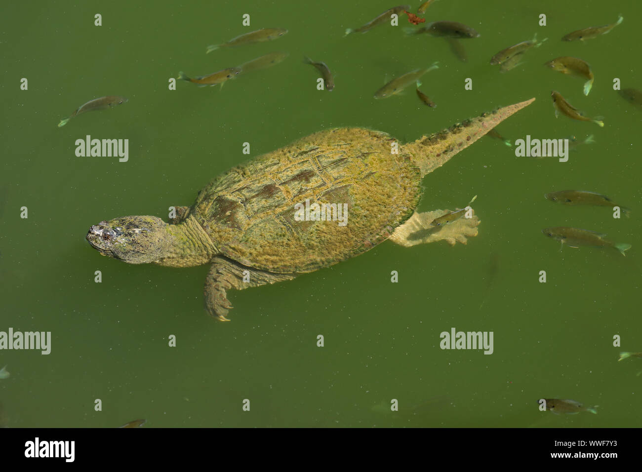 snapping turtle, Chelydra serpentina, and bluegills, Lepomis macrochirus, feeding on the algae on turtle's carapace, Maryland Stock Photo