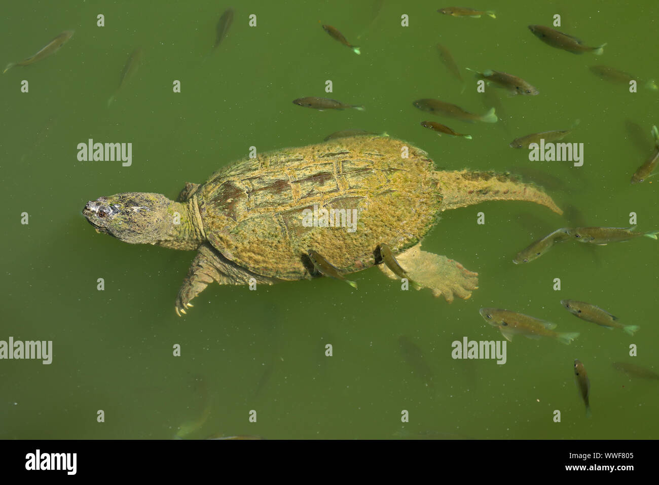 snapping turtle, Chelydra serpentina, and bluegills, Lepomis macrochirus, bluegills attempting to feed on the algae on turtle's carapace, Maryland Stock Photo