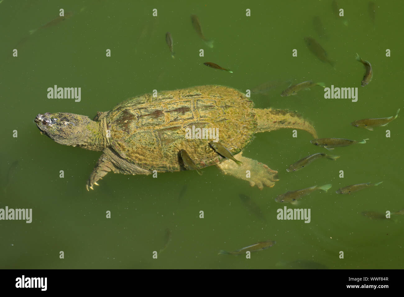snapping turtle, Chelydra serpentina, and bluegills, Lepomis macrochirus, bluegills attempting to feed on the algae on turtle's carapace, Maryland Stock Photo