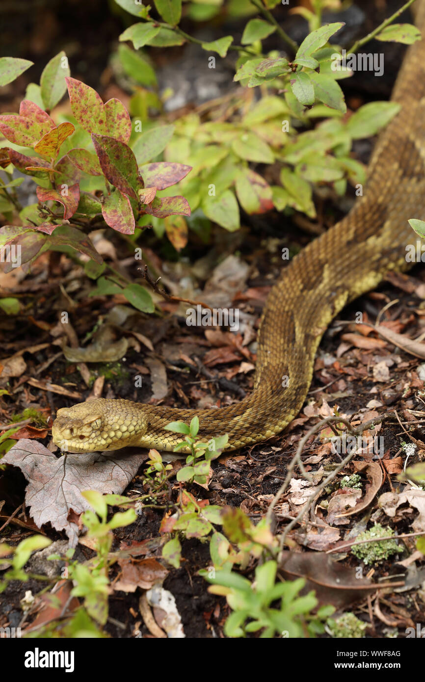 timber rattlesnake, (Crotalus horridus), adult female, Pennsylvania, gravid female timber rattlesnakes gather together at maternity sites and bask and Stock Photo