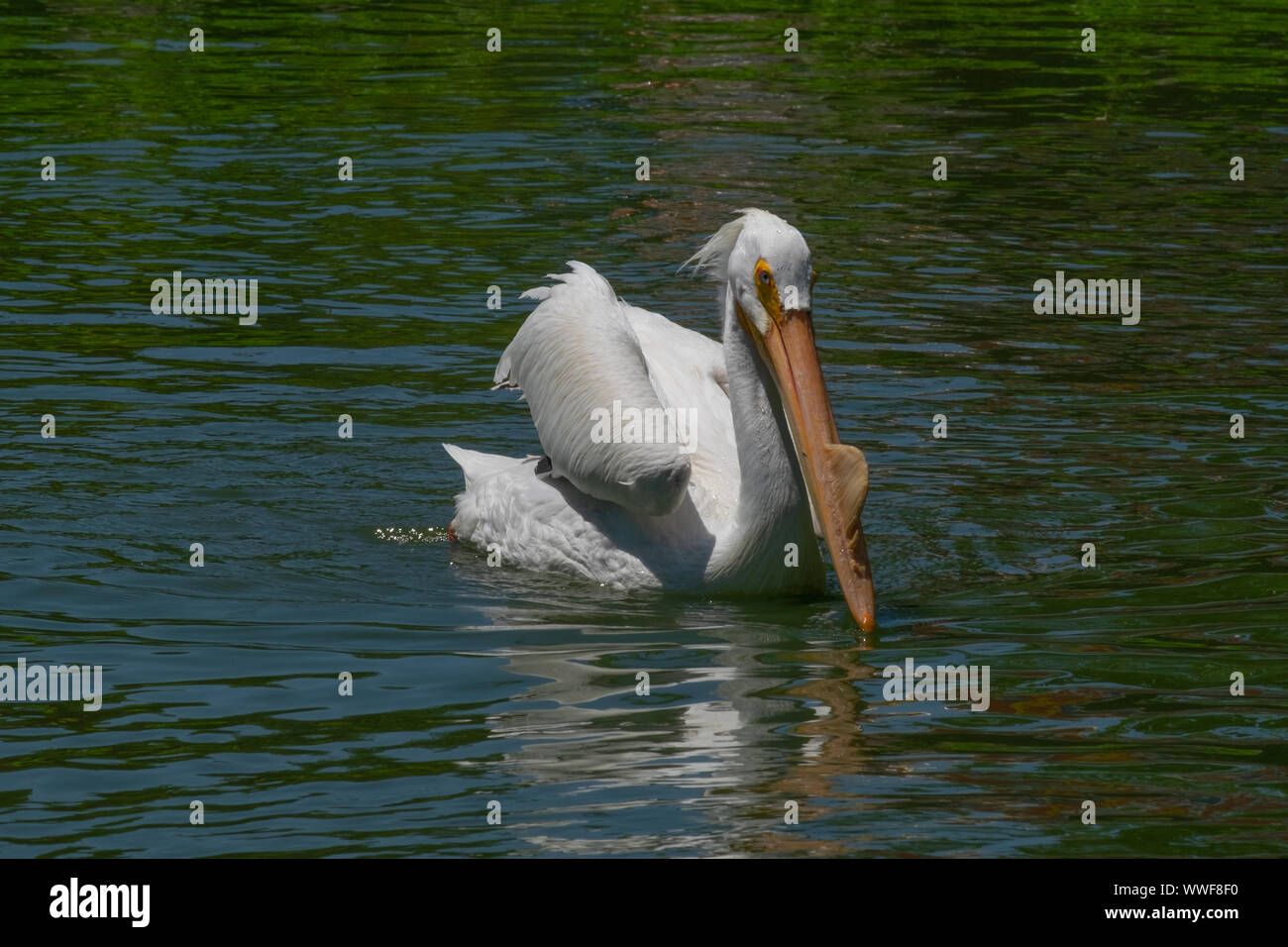 A serene pelican floats in a calm pond. Stock Photo