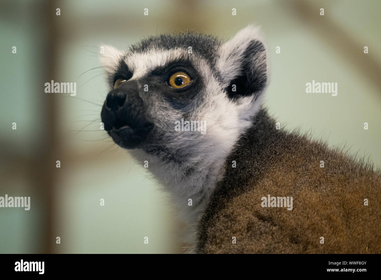 A curious ring-tailed lemur hoots at its visitors at the zoo. Stock Photo