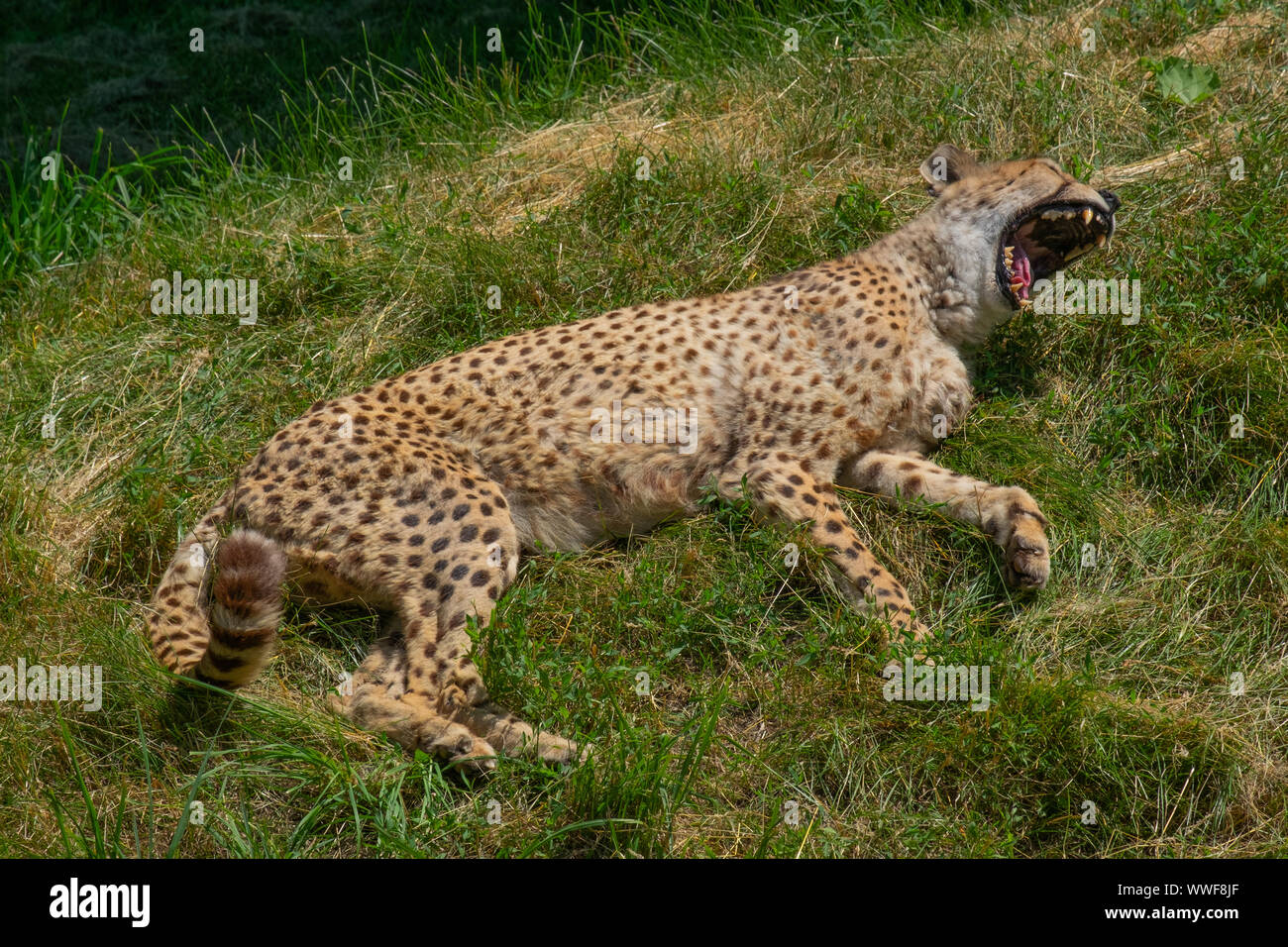 An exhausted cheetah gives a dramatic yawn. Stock Photo