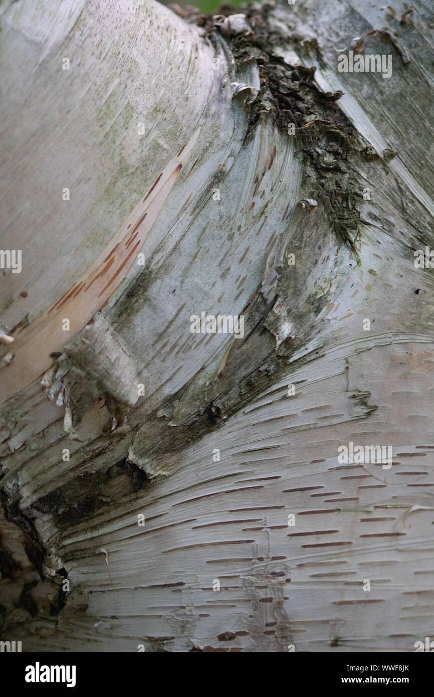 A closeup of beautiful birch bark. Stock Photo