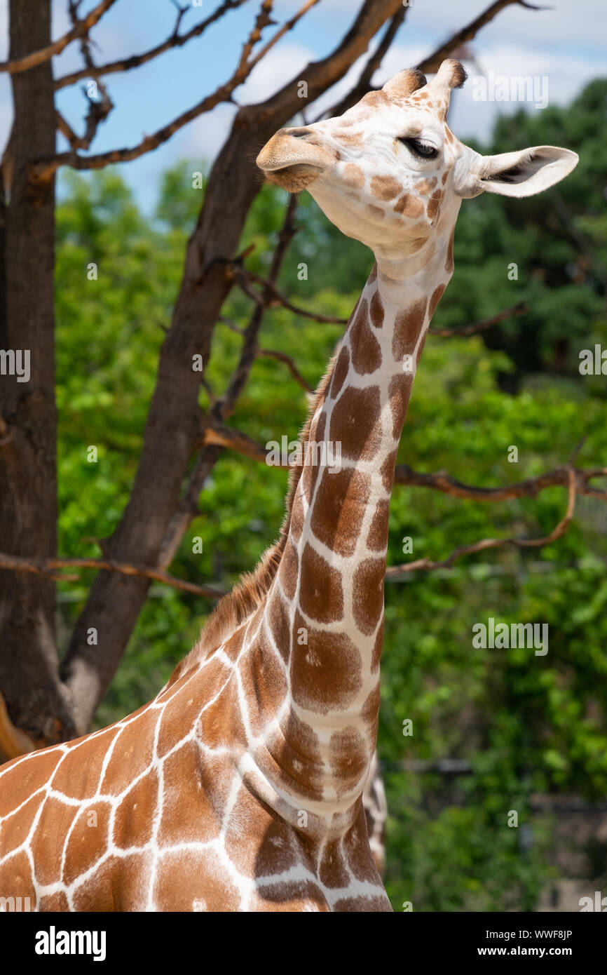 A snooty young giraffe looks down its nose at zoo visitors. Stock Photo