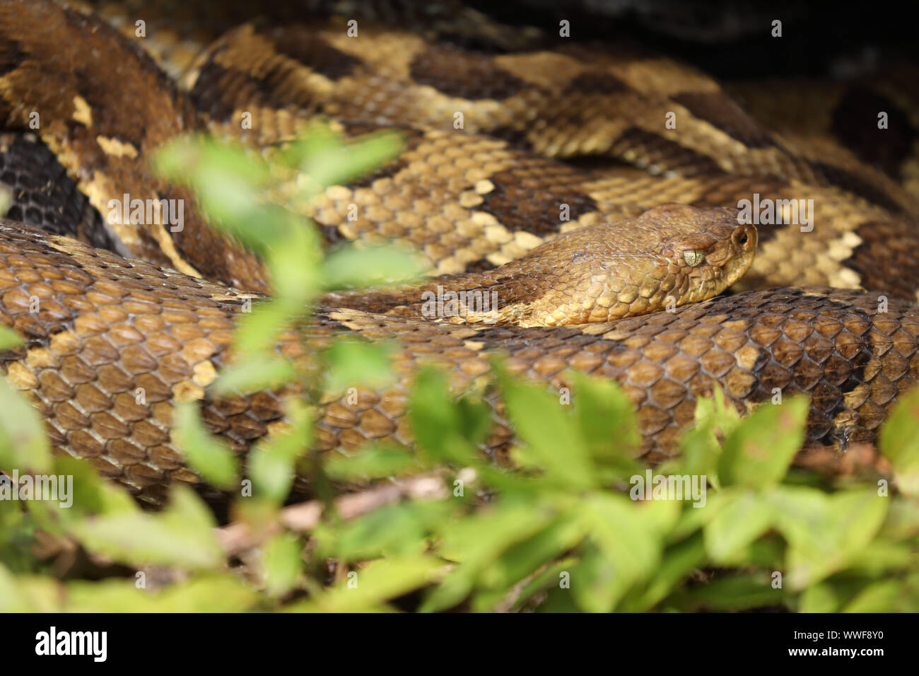 timber rattlesnake, (Crotalus horridus), adult female, Pennsylvania, gravid female timber rattlesnakes gather together at maternity sites and bask and Stock Photo
