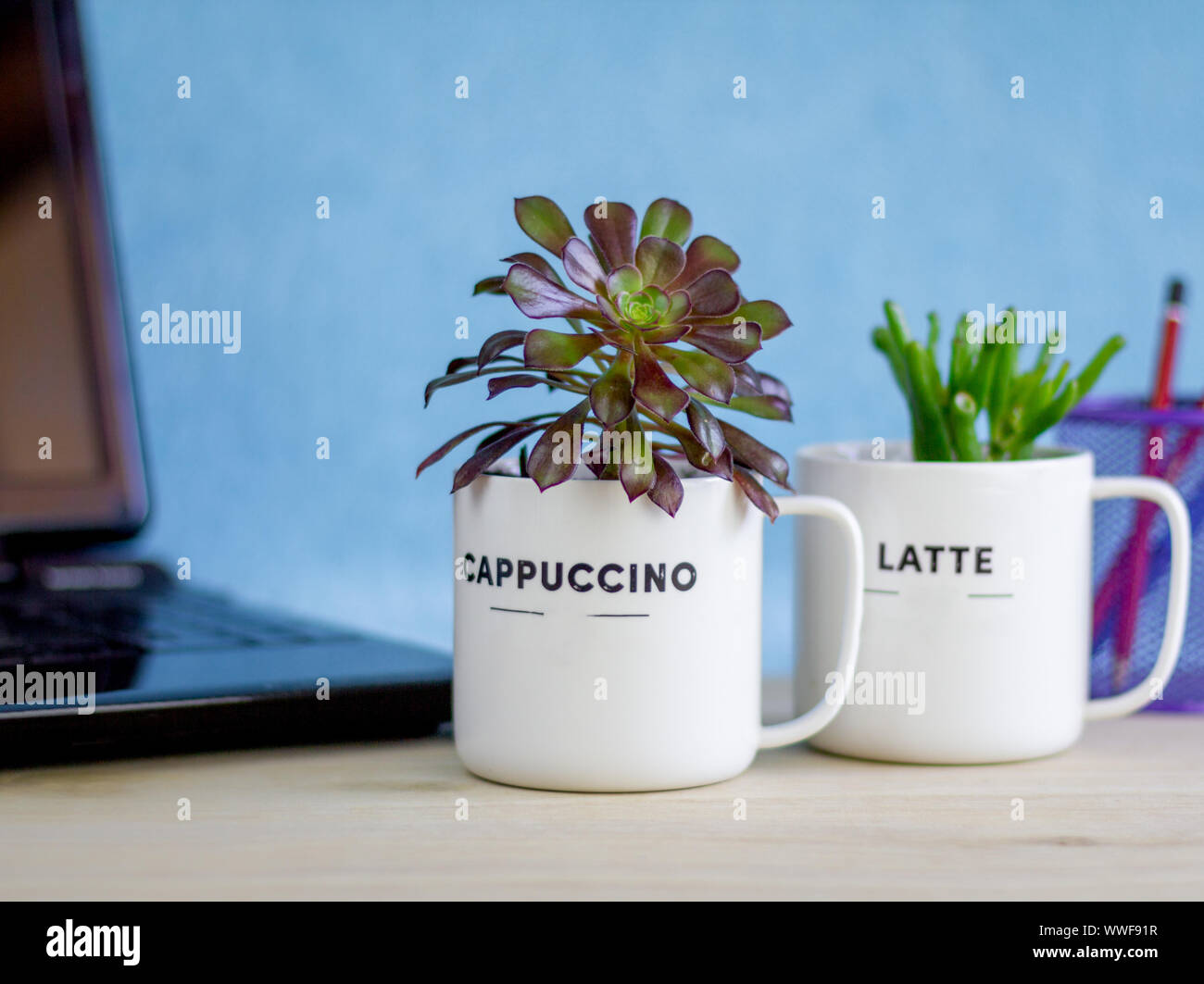 house plants in recycled coffee mugs on desk, office plants reduce