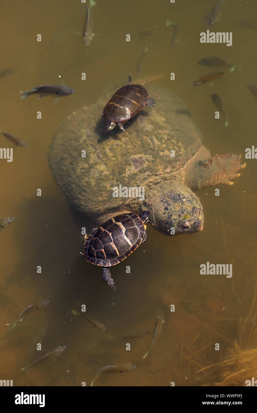 snapping turtle, Chelydra serpentina, bluegills, and painted turtles (Chrysemys picta),feeding on the algae on turtle's carapace, Maryland Stock Photo