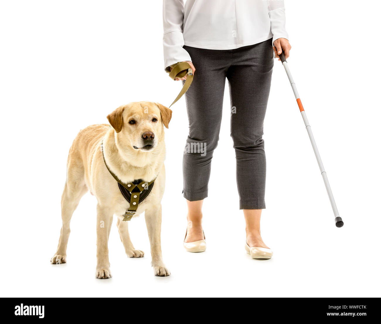Young blind woman with guide dog on white background Stock Photo - Alamy