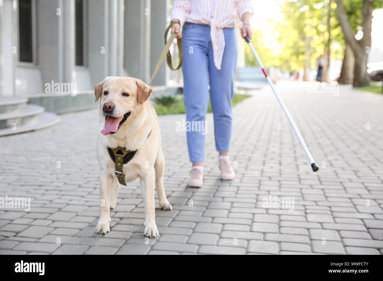 Young blind woman with guide dog outdoors Stock Photo - Alamy